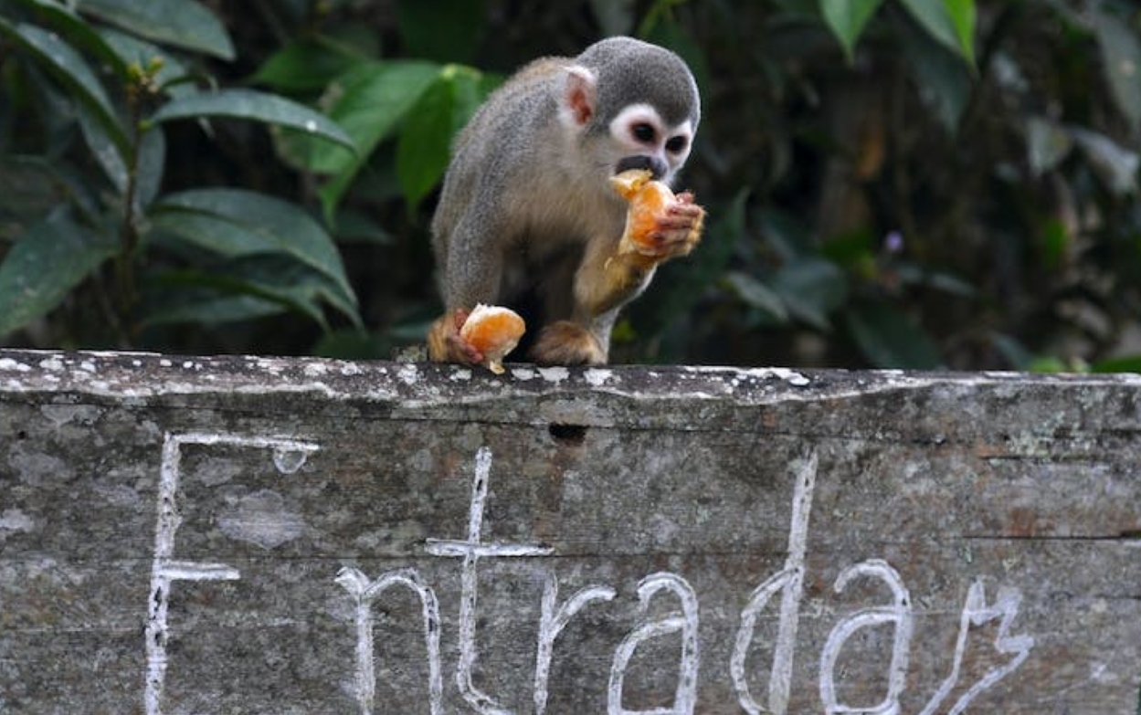 브라질  리우데자네이루 Botanical garden guided tour 이미지 2