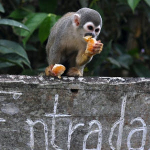 브라질  리우데자네이루 Botanical garden guided tou... 솔직 후기 | 실사용자 리뷰 분석 - 상품 이미지 2