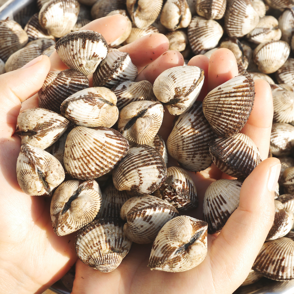 새꼬막 벌교꼬막 제철 당일 조업 1kg