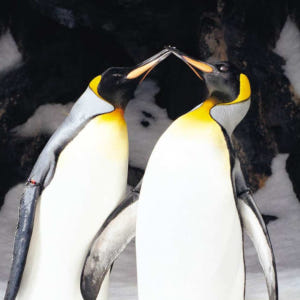 뉴질랜드 오클랜드 해양 생물 켈리 탈튼 수족관 일반 입장권 솔직 후기 | 실사용자 리뷰 분석 - 상품 이미지 1