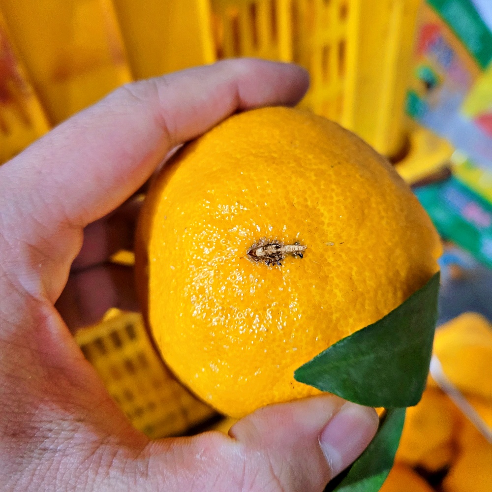 못난이 한라봉 할라봉 10kg 5kg 혼합 벌크 제주 산지직송 - 상세 이미지 2