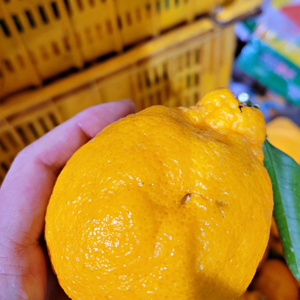 못난이 한라봉 할라봉 10kg 5kg 혼합 벌크 제주 산지직송 - 상세 이미지 4