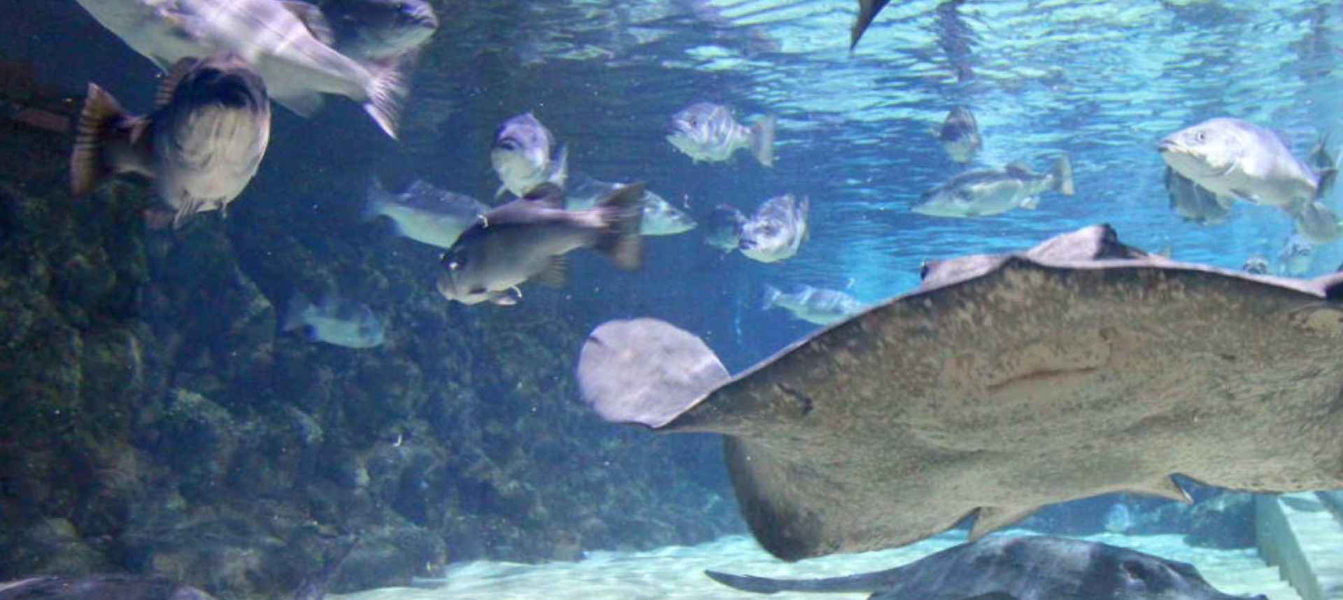 뉴질랜드 오클랜드 해양 생물 켈리 탈튼 수족관 일반 입장권 이미지 4