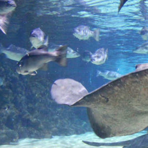 뉴질랜드 오클랜드 해양 생물 켈리 탈튼 수족관 일반 입장권 솔직 후기 | 실사용자 리뷰 분석 - 상품 이미지 4
