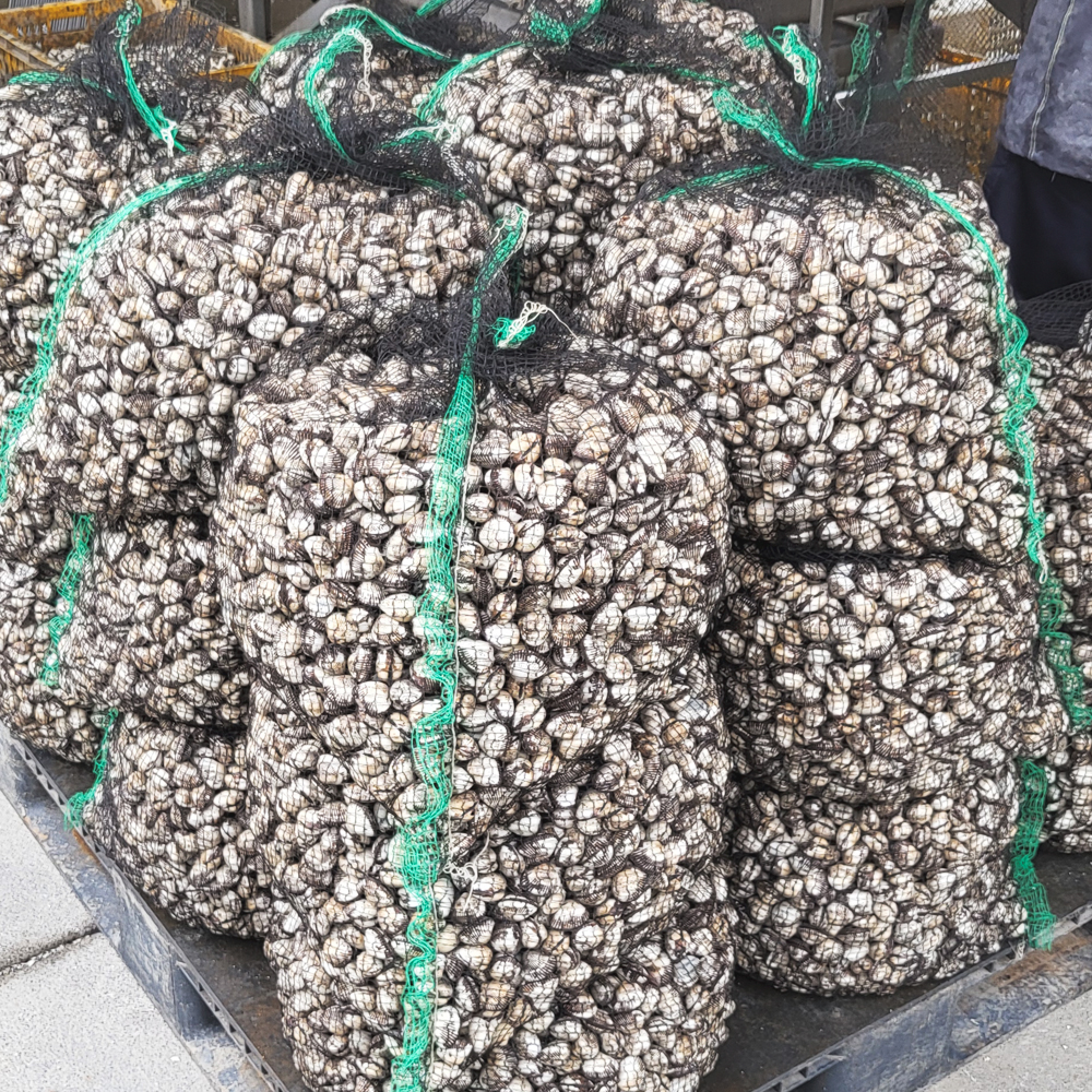 새꼬막 벌교꼬막 제철 당일 조업 1kg - 상세 이미지 5