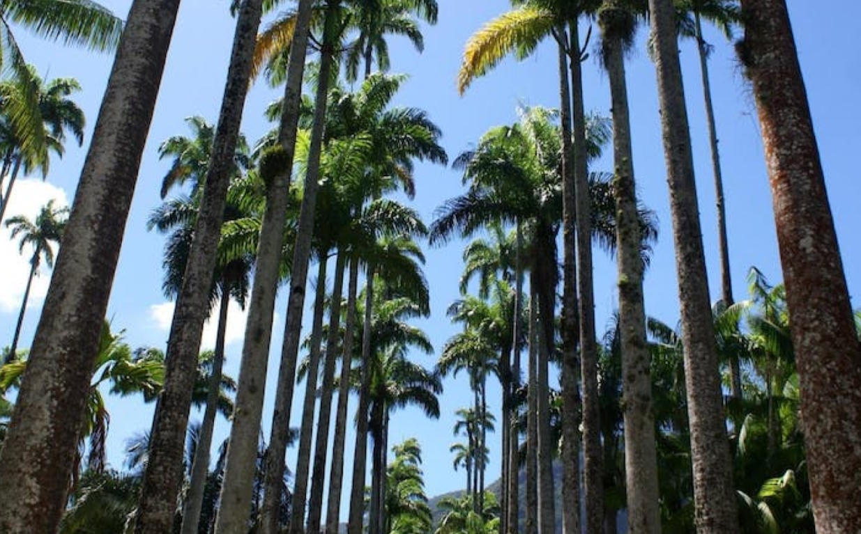 브라질  리우데자네이루 Botanical garden guided tour 이미지 3