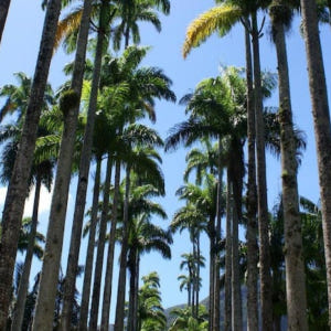 브라질  리우데자네이루 Botanical garden guided tou... 솔직 후기 | 실사용자 리뷰 분석 - 상품 이미지 3