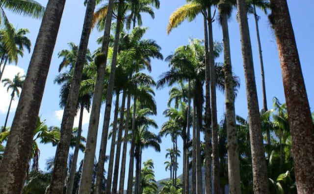 브라질  리우데자네이루 Botanical garden guided tour