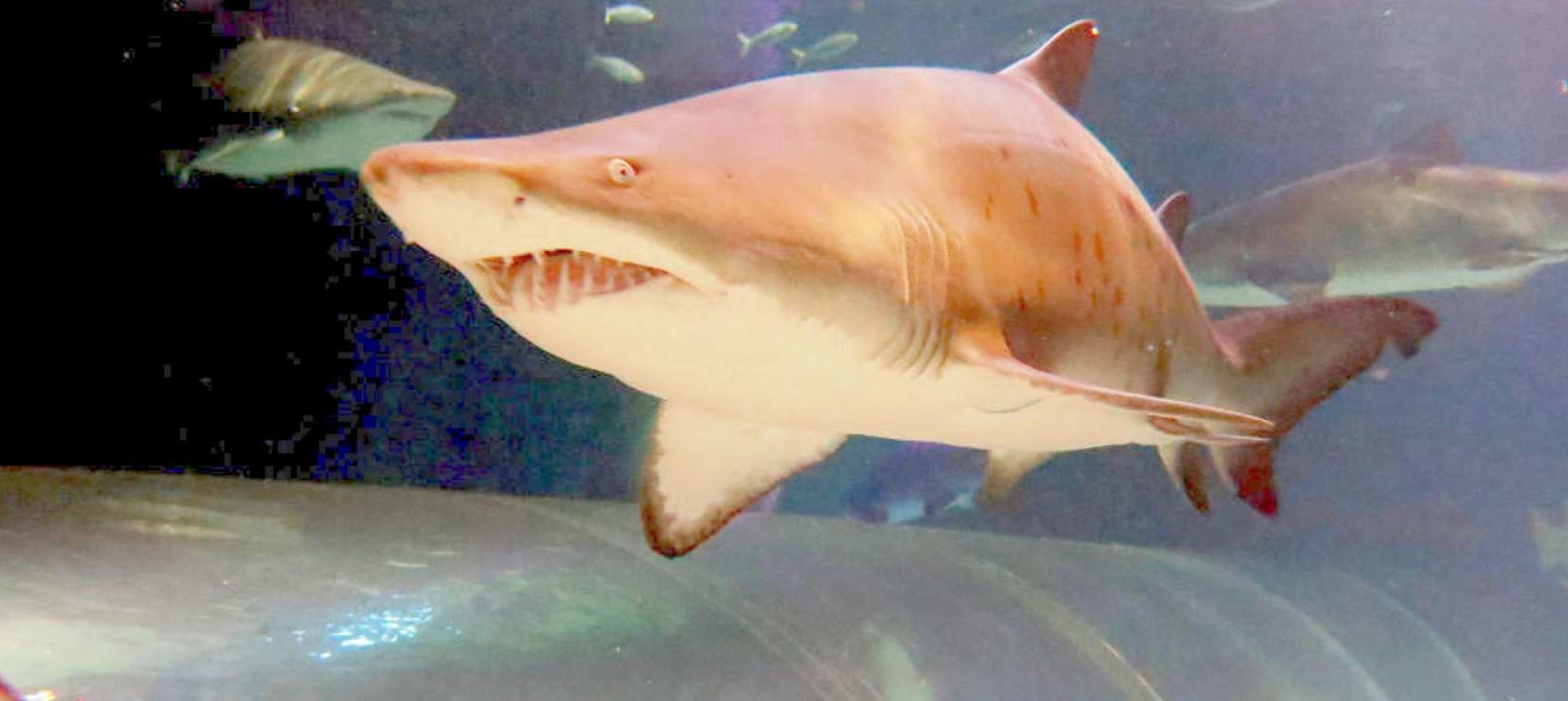 뉴질랜드 오클랜드 해양 생물 켈리 탈튼 수족관 일반 입장권 이미지 3