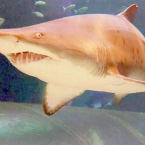 뉴질랜드 오클랜드 해양 생물 켈리 탈튼 수족관 일반 입장권 솔직 후기 | 실사용자 리뷰 분석 - 상품 이미지 3