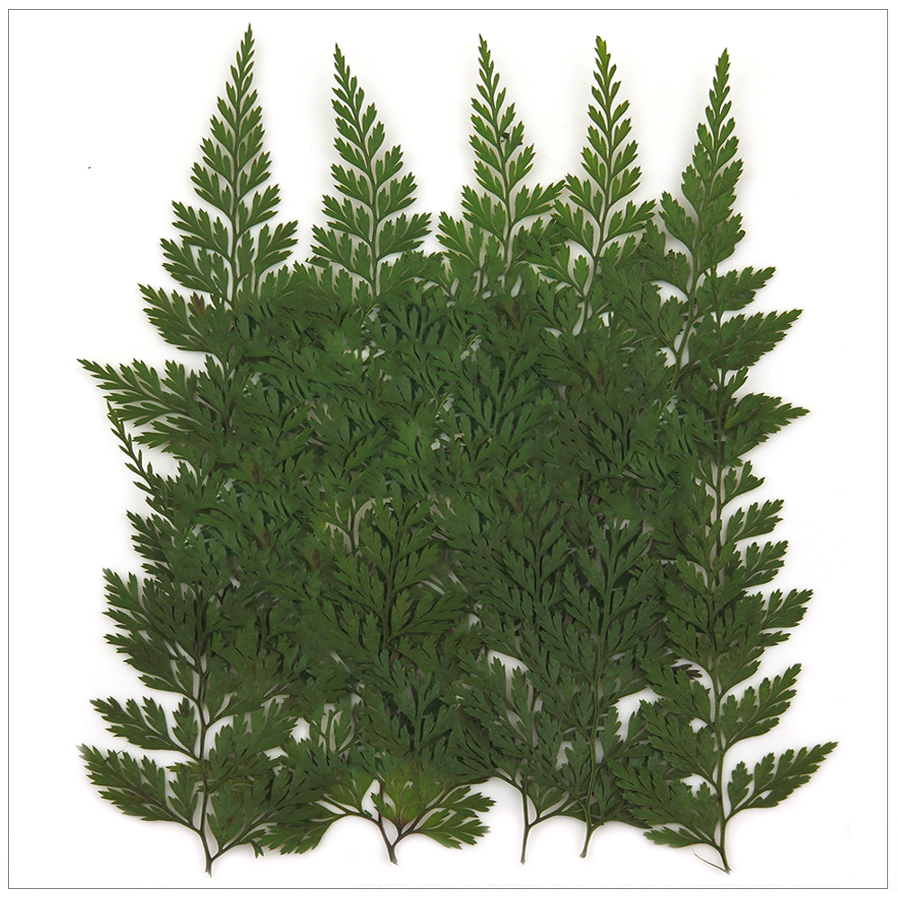 프레스코21 압화 잎/녹색잎 고비 15p (착색) 제품 이미지