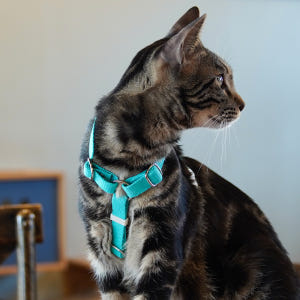 고양이 하네스 순면 H형 이름표 인식표 가슴줄 XS 기본타입 솔직 후기 | 실제 사용자 리뷰 총정리 - 상품 이미지 2