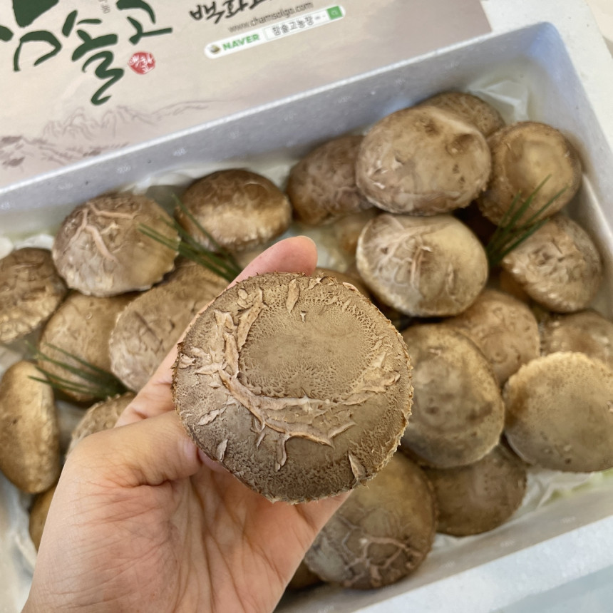 걸고 백화 장충고농장 NAVER