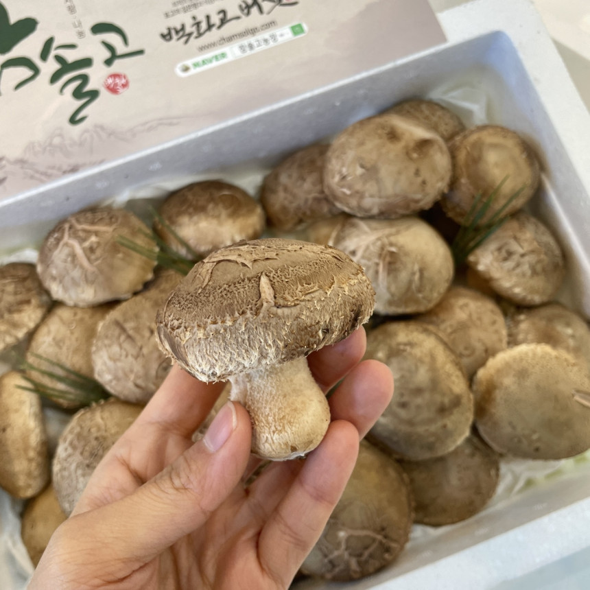 백화고버섯 공