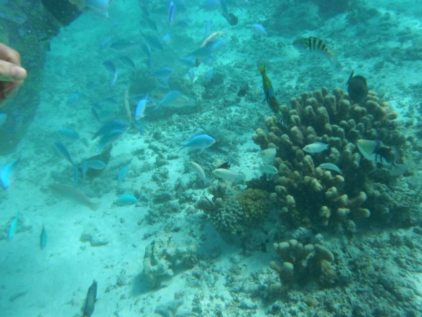 미국 사이판 산타로사 호핑투어(바다낚시,스노클링,마나가하섬투어) 이미지 2