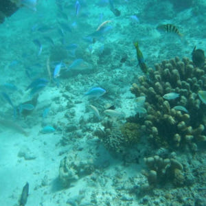 미국 사이판 산타로사 호핑투어(바다낚시,스노클링,마나가하섬투어) 솔직 후기 | 실사용자 리뷰 분석 - 상품 이미지 2