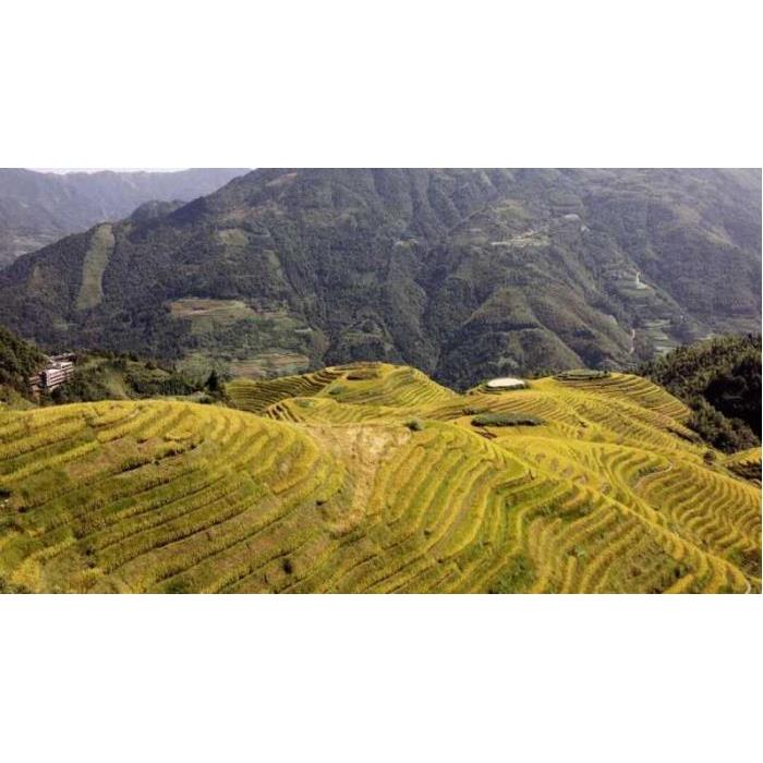 중국 광시성 구이린에서 출발 롱셩 드래곤의 백본 계단식 논 이미지 3