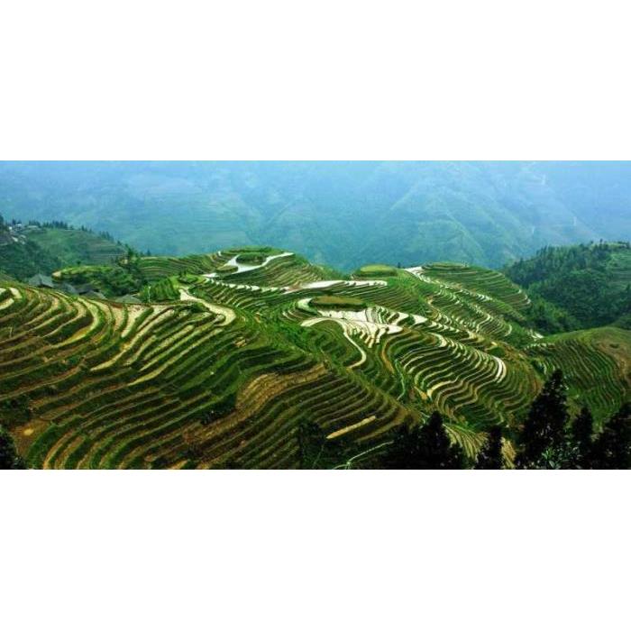 중국 광시성 구이린에서 출발 롱셩 드래곤의 백본 계단식 논 이미지 4