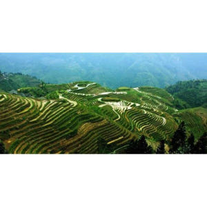 중국 광시성 구이린에서 출발 롱셩 드래곤의 백본 계단식 논 솔직 후기 | 실사용자 리뷰 분석 - 상품 이미지 4