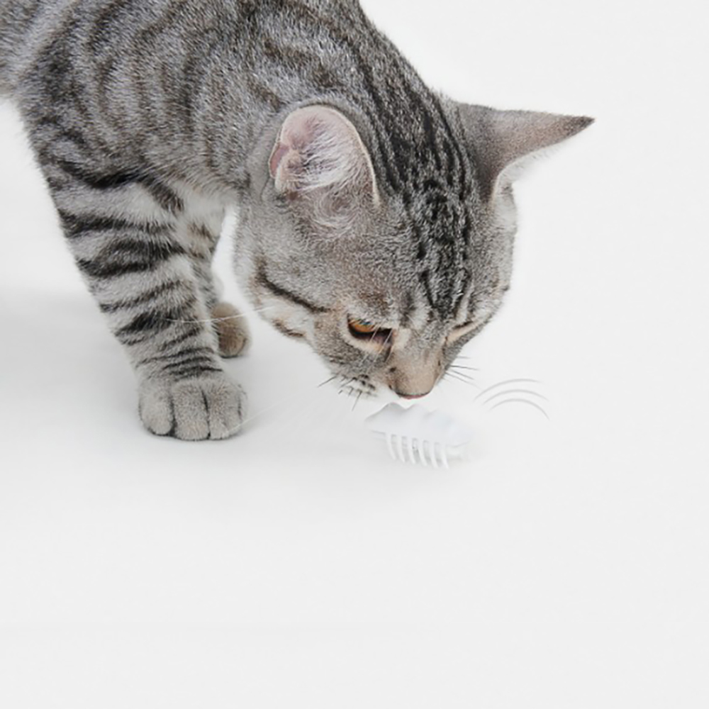 케빈삼촌 고양이 캣 cat 벅스레이싱 벌레 틱톡 무당벅스 레드 - 상세 이미지 4
