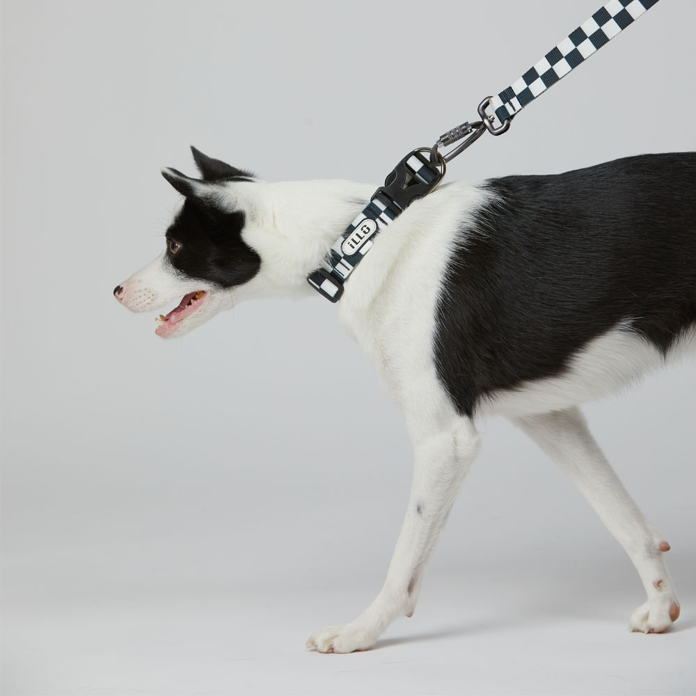 일로 맥스 리쉬 리드줄 반려견 산책용품 2m 텐텐, 2.4m 핸즈프리