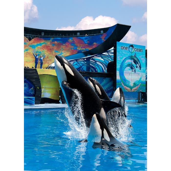 미국 플로리다 올랜도 씨월드 올랜도 이미지 4