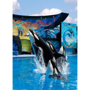 미국 플로리다 올랜도 씨월드 올랜도 솔직 후기 | 실사용자 리뷰 분석 - 상품 이미지 4