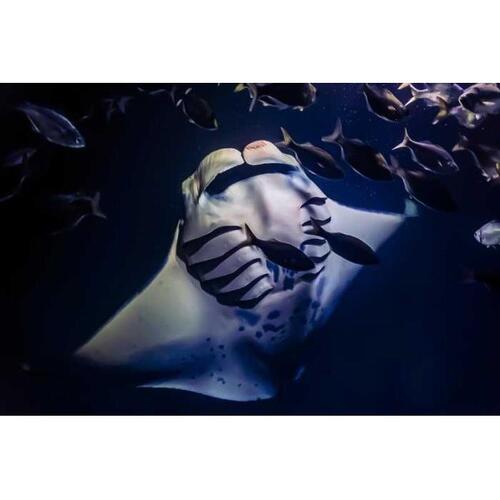 미국 하와이 빅아일랜드 카일루아 코나: 보트 투어 및 만타 가오리(만타레이) 스노클링 체험