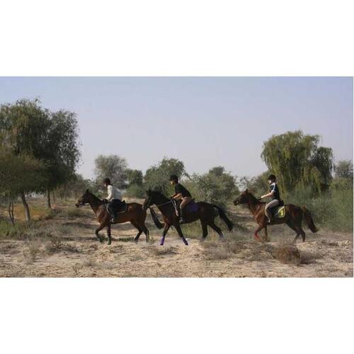 아랍에미리트 두바이 사막 공원 승마 1시간 또는 1.5시간 체험 솔직 후기 | 실사용자 리뷰 분석 - 대표 이미지