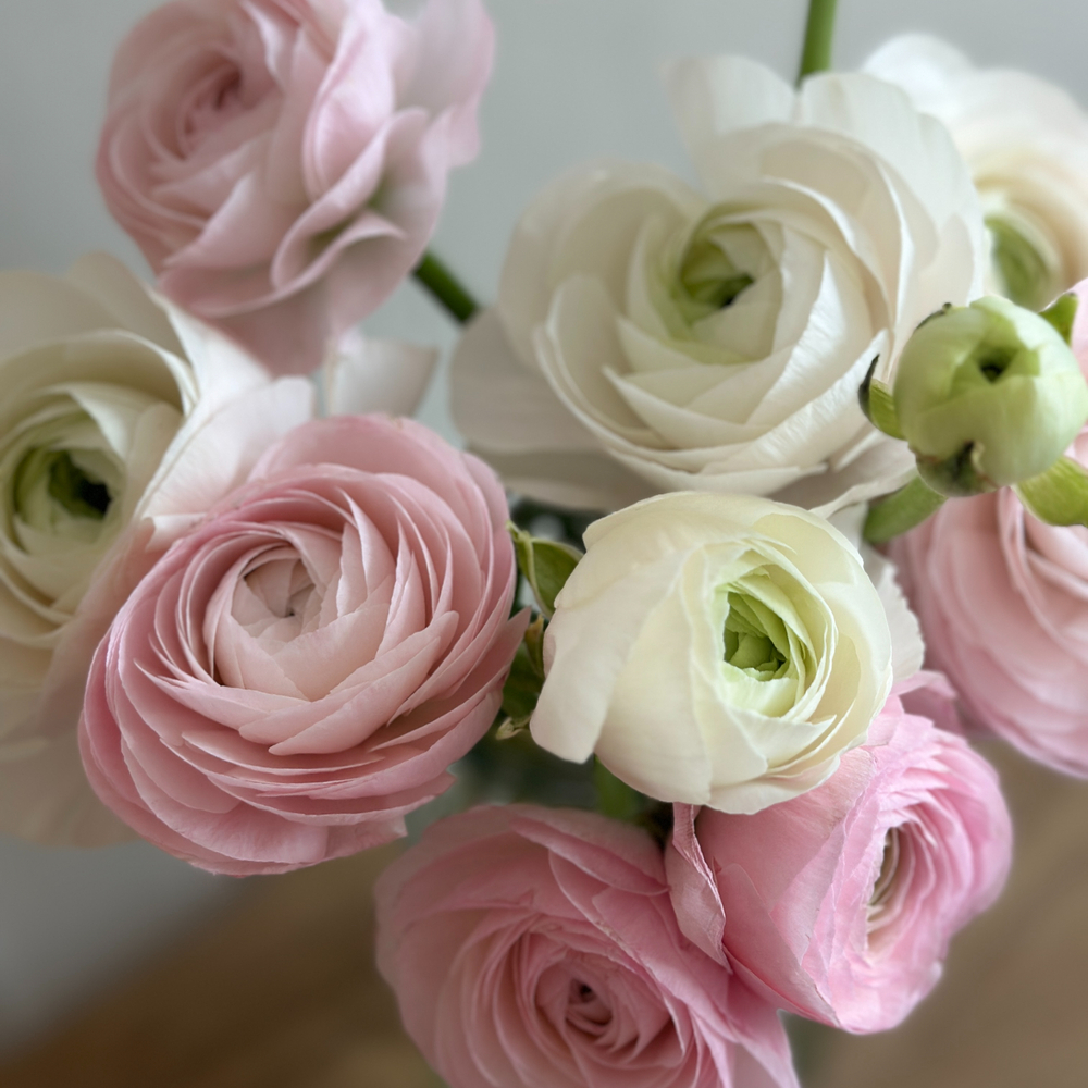 리틀캠든 라넌큘러스 생화 합리적인 온라인꽃집 이미지 2