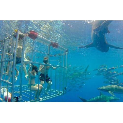 미국 하와이 오아후 섬 노스 쇼어의 상어 샤크 케이지 다이빙