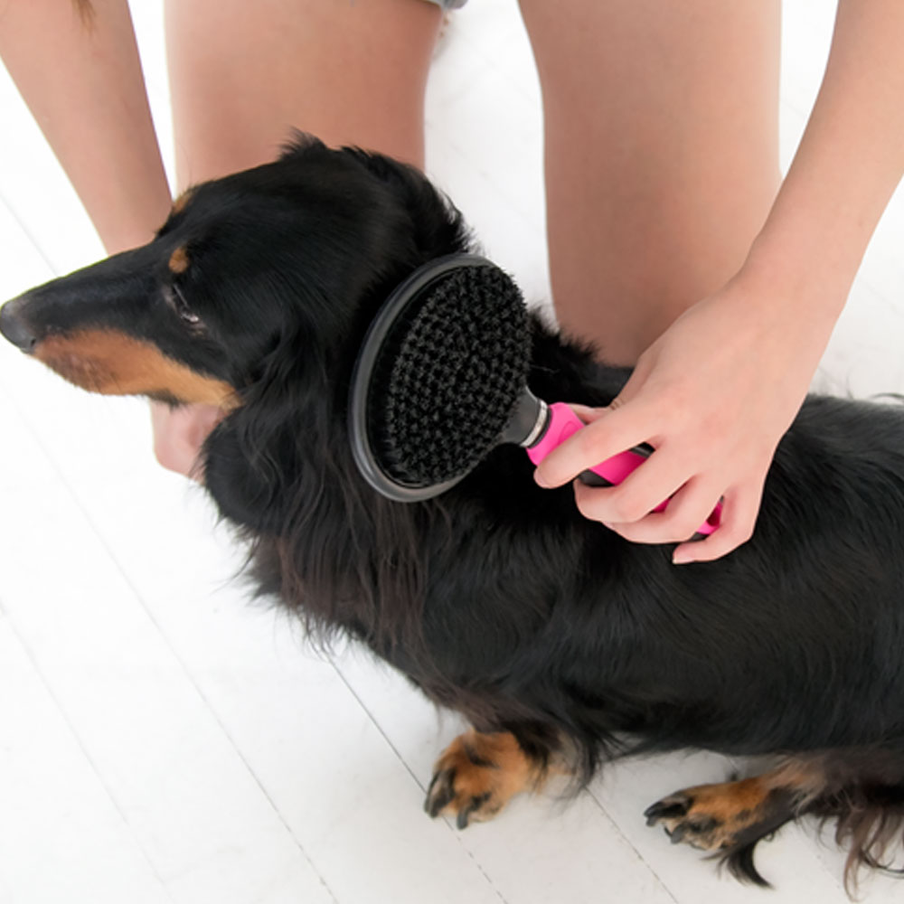 바비온 강아지 고양이 빗 슬리커 브러쉬 038R