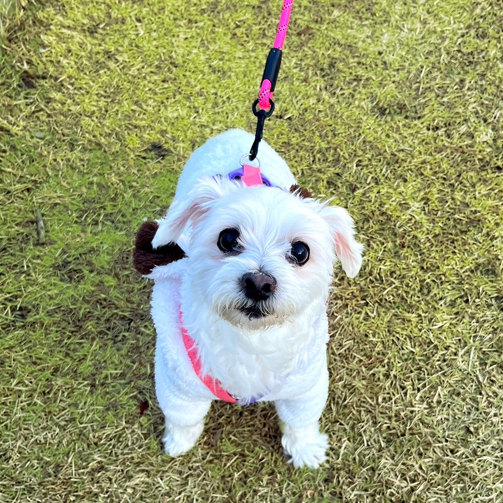 나마스펫 강아지 핸즈프리 리드줄 베이직 로프 빛반사