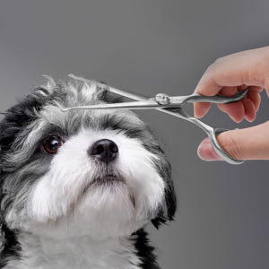 바비온 강아지 애견 미용가위 ML  안전 가위 M4-601A 솔직 후기 | 실제 사용자 리뷰 총정리 - 상품 이미지 1
