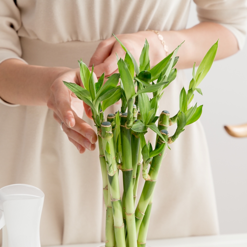 개운죽 10P 수경재배식물 수생식물 수중식물 물에서 키우기 쉬운 화분 뿌리 어항 10CM