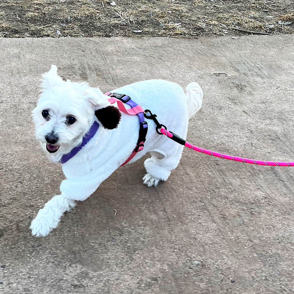 나마스펫 강아지 핸즈프리 리드줄 베이직 로프 빛반사