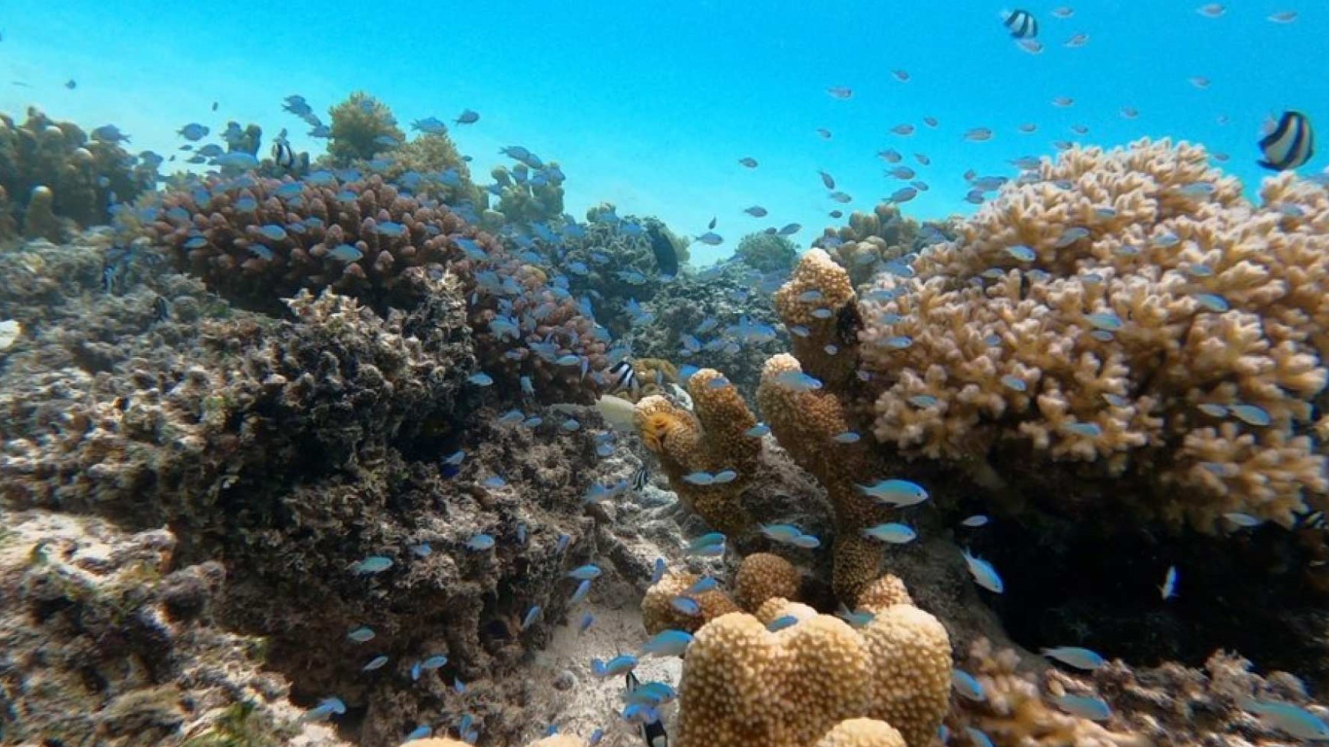 미국 사이판 바다거북과 함께하는 스노클링&프리다이빙 (메가커피 증정 이벤트) 이미지 4