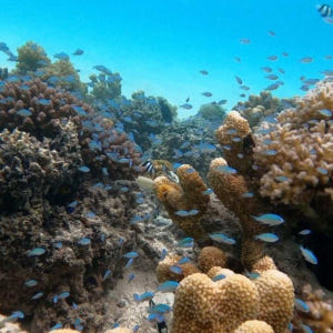 미국 사이판 바다거북과 함께하는 스노클링&프리다이빙 (메가커피 증정 이벤... 솔직 후기 | 실사용자 리뷰 분석 - 상품 이미지 4