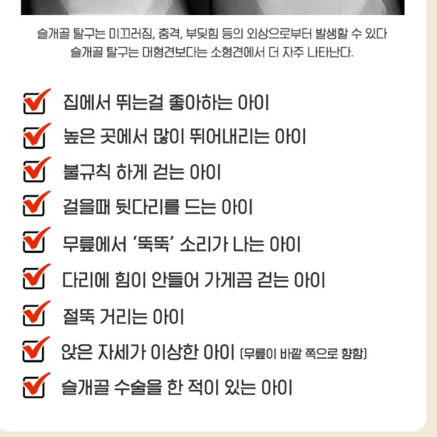 애견 카페트 거실 바닥 애견 러그 강아지 미끄럼 방지 장판 이미지 8