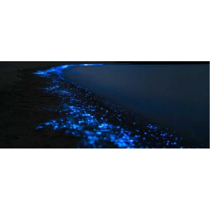 태국 피피섬 프라이빗 선셋 & 생물발광 플랑크톤 보트 투어 이미지 2