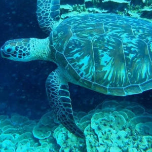 미국 사이판 바다거북과 함께하는 스노클링&프리다이빙 (메가커피 증정 이벤... 솔직 후기 | 실사용자 리뷰 분석 - 상품 이미지 1