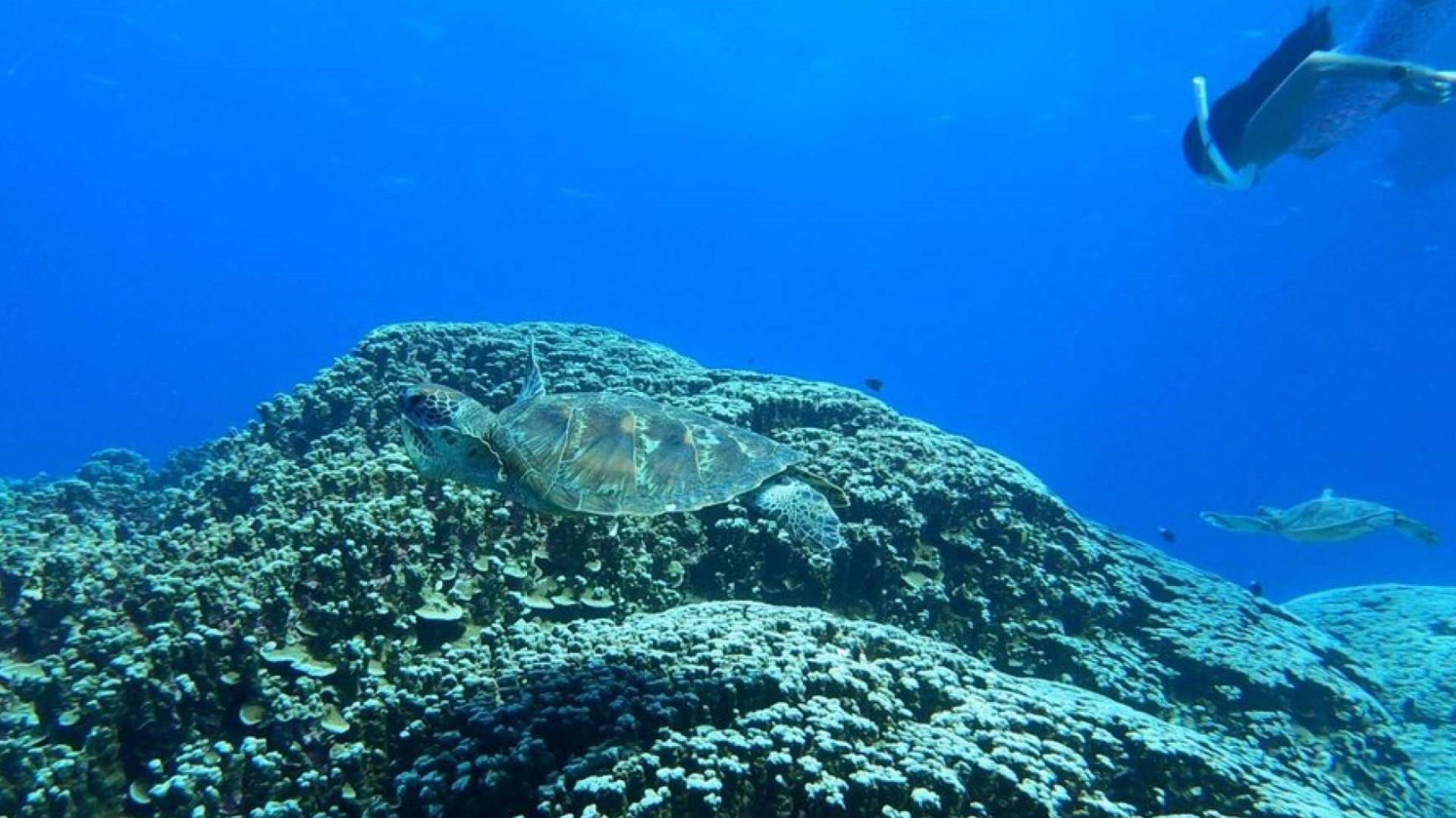 미국 사이판 바다거북과 함께하는 스노클링&프리다이빙 (메가커피 증정 이벤트) 이미지 2