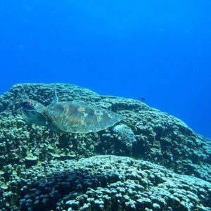 미국 사이판 바다거북과 함께하는 스노클링&프리다이빙 (메가커피 증정 이벤... 솔직 후기 | 실사용자 리뷰 분석 - 상품 이미지 2