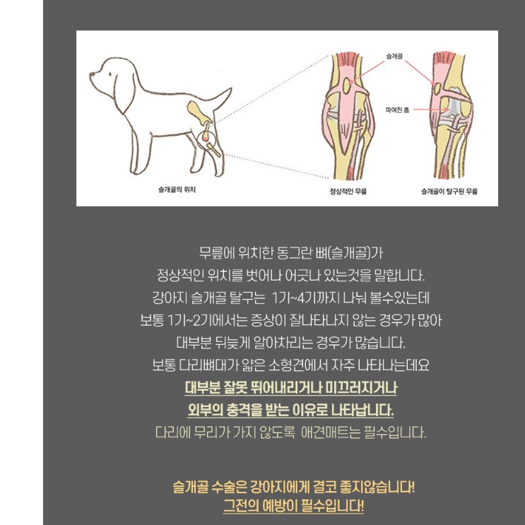 애견 카페트 거실 바닥 애견 러그 강아지 미끄럼 방지 장판 - 상세 이미지 2