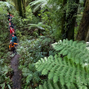 뉴질랜드 로토루아 포레스트 짚라인 궁극의 캐노피 투어 솔직 후기 | 실사용자 리뷰 분석 - 상품 이미지 3