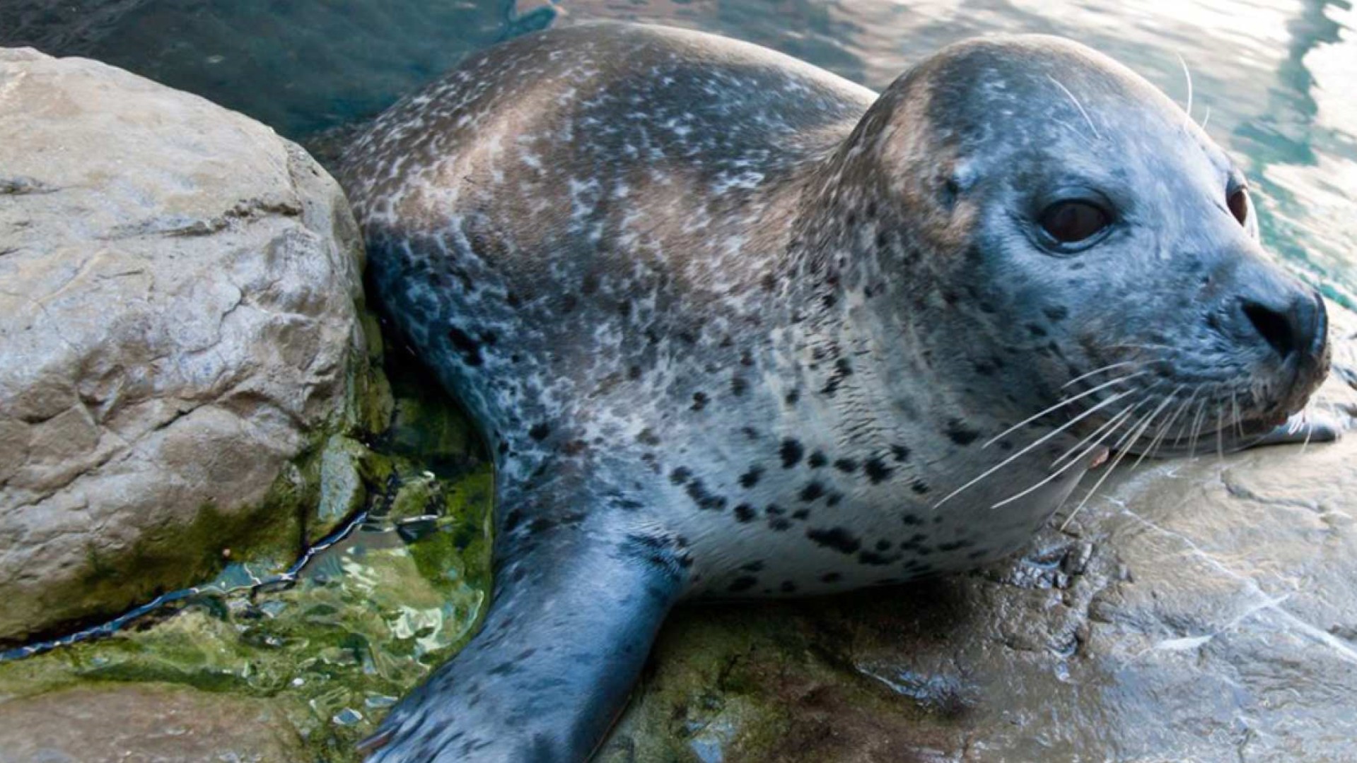 미국 보스턴 뉴잉글랜드 수족관 티켓 및 옵션 3D IMAX 영화 티켓 이미지 3