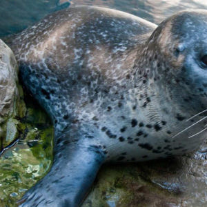 미국 보스턴 뉴잉글랜드 수족관 티켓 및 옵션 3D IMAX 영화 티켓 솔직 후기 | 실사용자 리뷰 분석 - 상품 이미지 3
