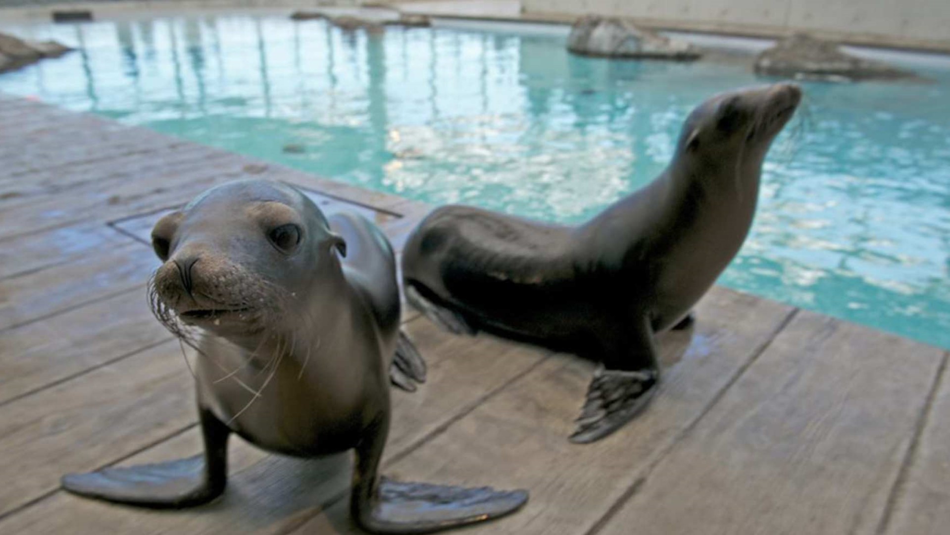 미국 보스턴 뉴잉글랜드 수족관 티켓 및 옵션 3D IMAX 영화 티켓 이미지 4