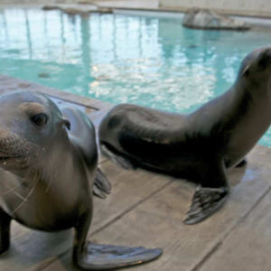 미국 보스턴 뉴잉글랜드 수족관 티켓 및 옵션 3D IMAX 영화 티켓 솔직 후기 | 실사용자 리뷰 분석 - 상품 이미지 4