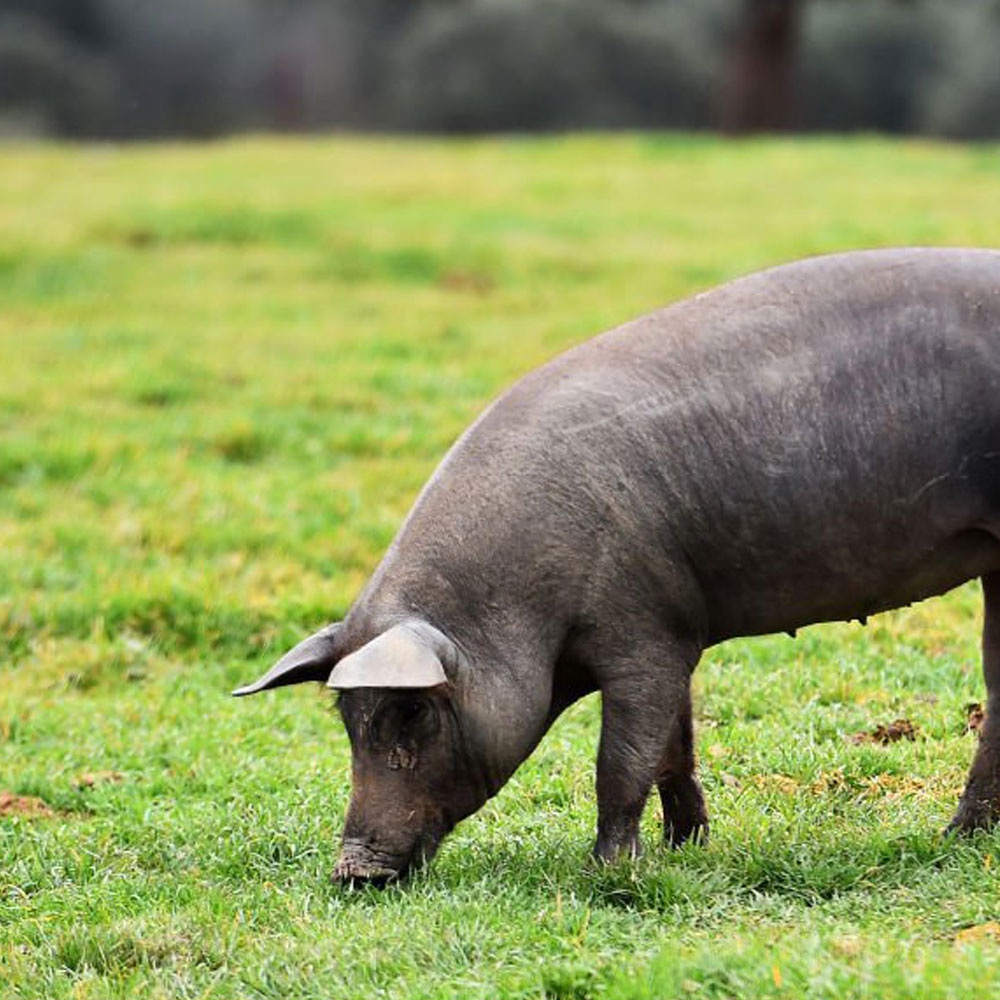 하몬 AlmAmigos 프리미엄 스페인 하몽 이베리코 세보 머신커팅 80g 생햄 와인안주 상세 이미지 5